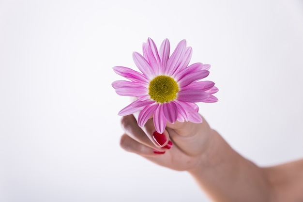 Dłoń trzymająca purpurowy kwiat