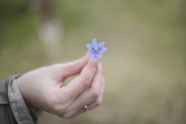 Dłoń Trzymająca Wczesną Wiosenny Kwiat Krokusa Lub Wiosenną Tapetę Przebiśnieg Premium Zdjęcia