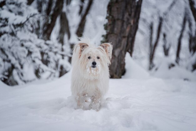 Długi pokryty biały pies chodzenie po lesie śniegu