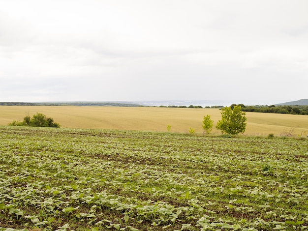 Długie ujęcie pola z różnymi roślinami