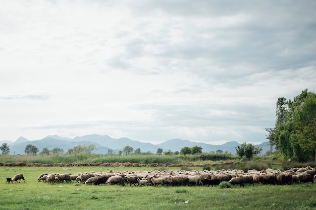 Długie Ujęcie Stada Owiec Jedzących Trawę Na Pastwisku Premium Zdjęcia