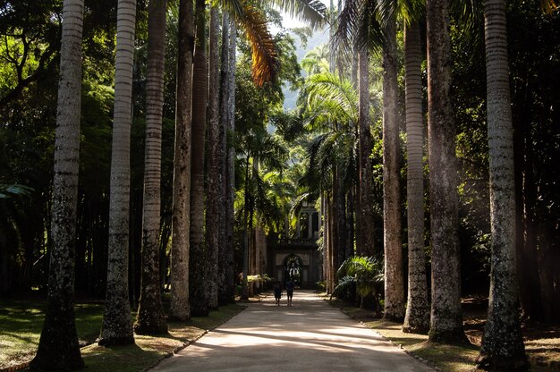 Długodystansowy strzał dwóch ludzi chodzących po ścieżce pośrodku drzew kokosowych w słoneczny dzień