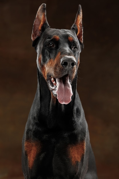 Doberman Pinscher, zabawny pies emocjonalny na tle studia