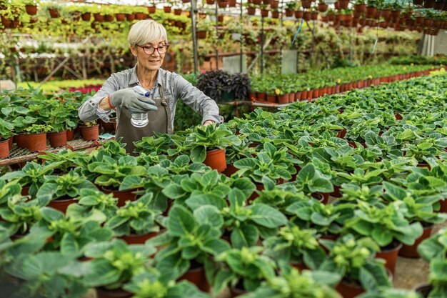 Dojrzała kobieta pracuje w szklarni i używa sprayu podczas pielęgnacji roślin doniczkowych