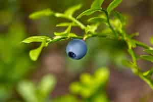 Bezpłatne zdjęcie dojrzałe i gotowe dzikie jagody na krzaku - selektywne focus. zbliżenie