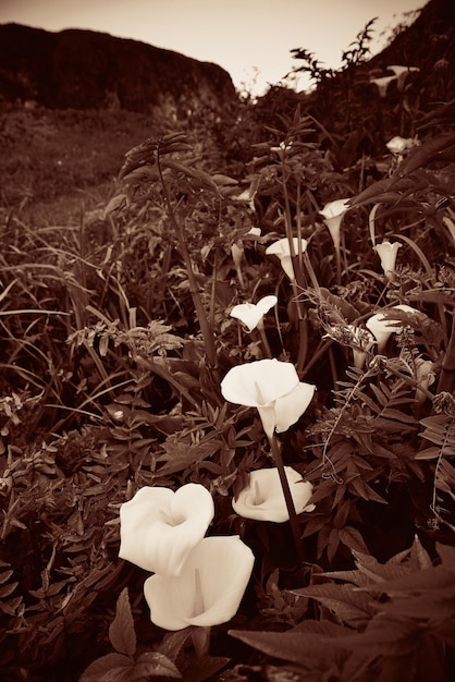 Bezpłatne zdjęcie dolina lily w big sur w kalifornii