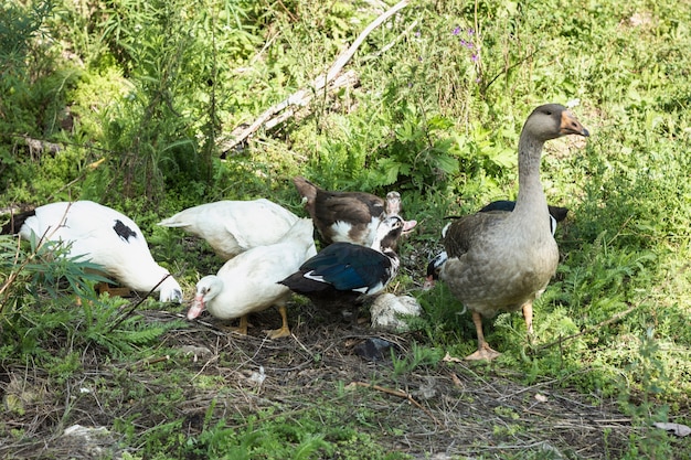 Domowa grupa kaczek szuka jedzenia
