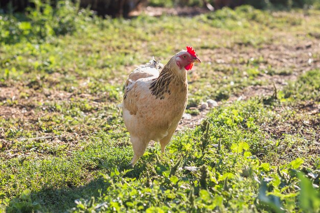 Domowy kurczak chodzi swobodnie po gospodarstwie rolnym