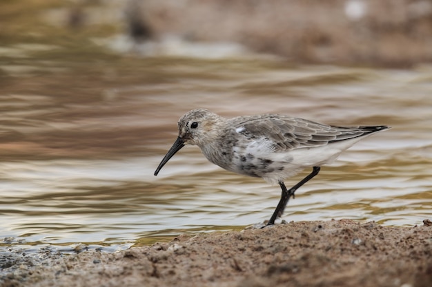 Bezpłatne zdjęcie dorosła jesień wędrowna dunlin calidris alpina