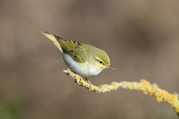 Dorosła Laseczka Phylloscopus Sibilatrix, Malta, Morze śródziemne