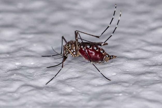 Dorosła samica komara żółtej febry z gatunku aedes aegypti z krwią