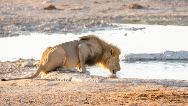 Dorosłej samiec lwa woda pitna od wodopoju w Etosha parku narodowym, Namibia