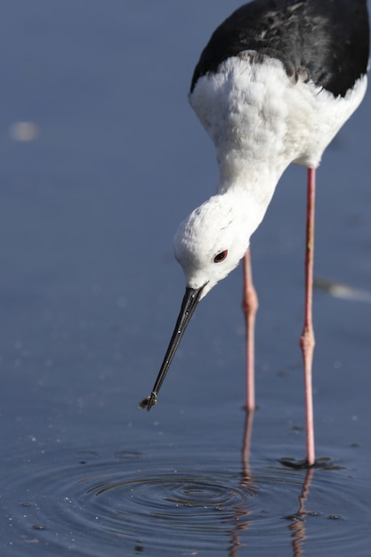 Bezpłatne zdjęcie dorosły czarnoskrzydły szczudło himantopus himantopus