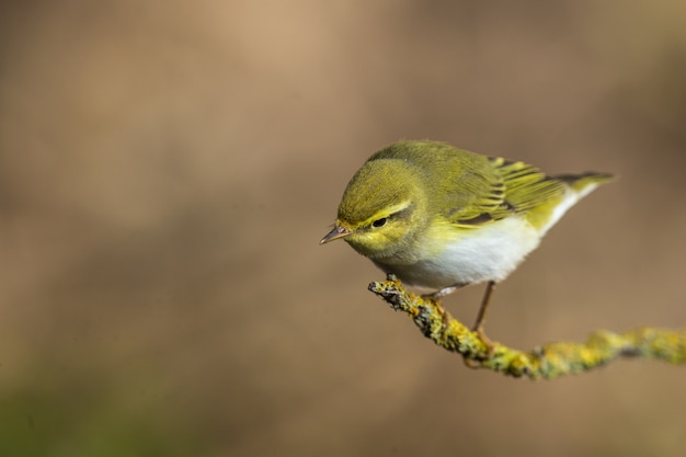 Bezpłatne zdjęcie dorosły laskowiec phylloscopus sibilatrix