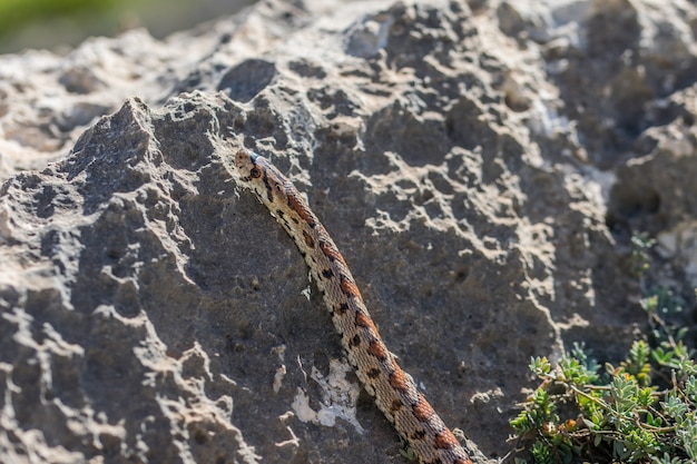 Dorosły leopard snake lub europejski ratsnake, zamenis situla, pełzający po skałach na malcie
