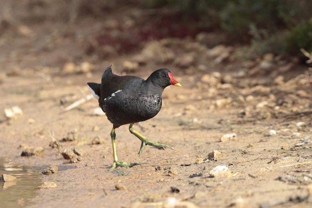 Dorosły wrzosiec zwyczajny, Gallinula chloropus, Rezerwat przyrody Ghadira, Malta, Morze Śródziemne