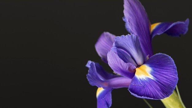 Dość makro fioletowy kwiat