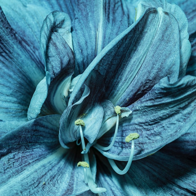 Dość makro niebieski kwiat