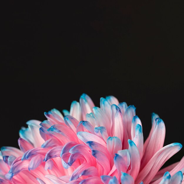 Dość makro różowy i niebieski kwiat