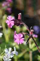 Bezpłatne zdjęcie dość różowo kwitnące kwiaty floksa w wiosenny dzień