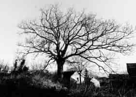 Bezpłatne zdjęcie dramatyczny czarno-biały krajobraz drzewa
