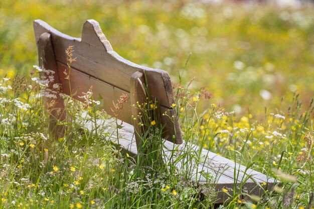 Drewniana ławka na środku kwitnącej łąki w słoneczny dzień