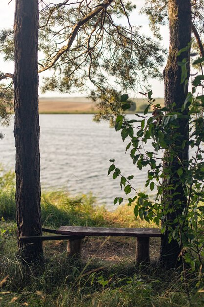 Drewniana ławka otoczona drzewami od strony jeziora