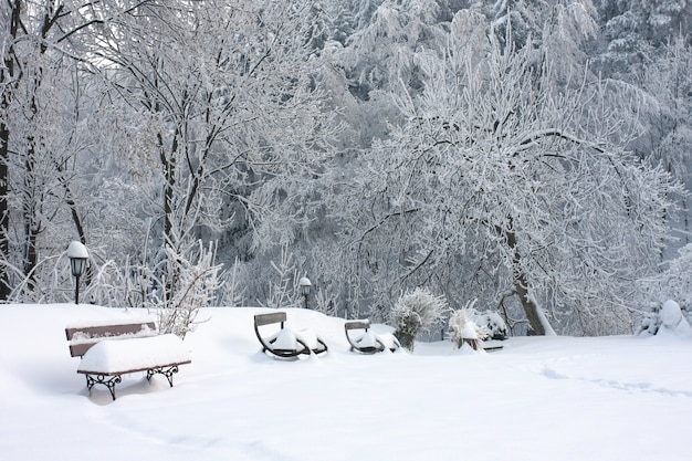 Drewniane ławki pokryte śniegiem w pobliżu drzew na zaśnieżonej ziemi