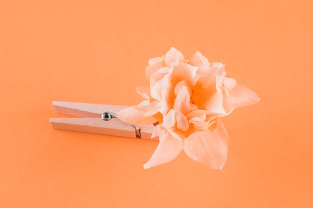 Drewniany clothespin i kwiat na brzoskwini tle