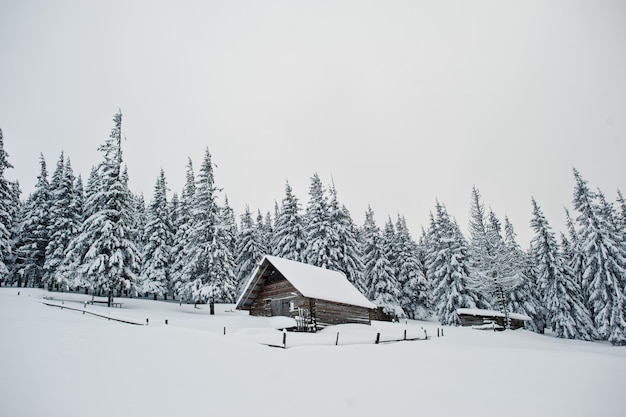 Bezpłatne zdjęcie drewniany dom pod sosnami pokryty śniegiem na górze chomiak piękne zimowe krajobrazy karpat ukraina mroźna przyroda