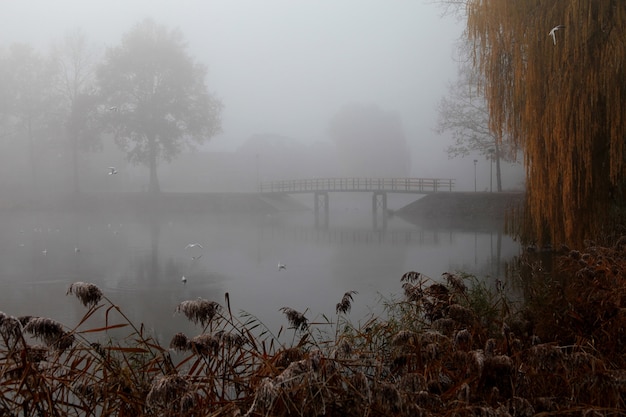 Drewniany most w parku pokrytym gęstą mgłą