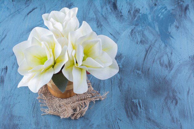 Drewniany wazon białych kwiatów magnolii na niebiesko.