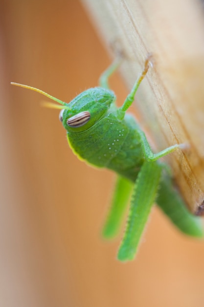 drewnianych na zewnątrz natura zwierząt grasshoper