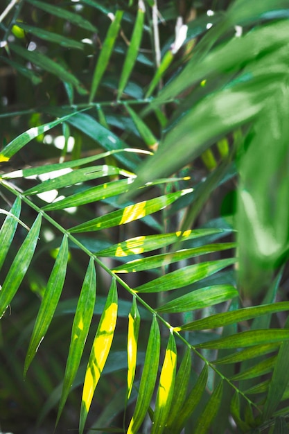 Drobinki światła na liściach palmowych