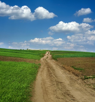Droga gruntowa na zielonym polu świeżej pszenicy, piękne niebo na wiosnę