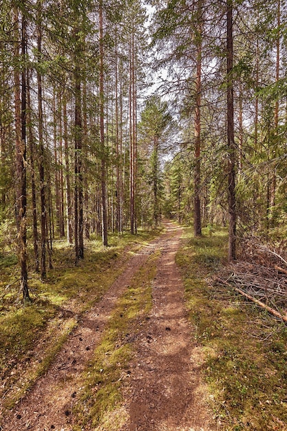 Droga leśna pod promieniami słońca. Droga biegnąca przez letni las liściasty o świcie lub wschodzie słońca. Rozbłysk słoneczny