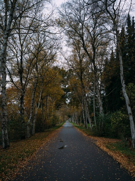 droga pokryta suszonymi liśćmi w otoczeniu drzew jesienią