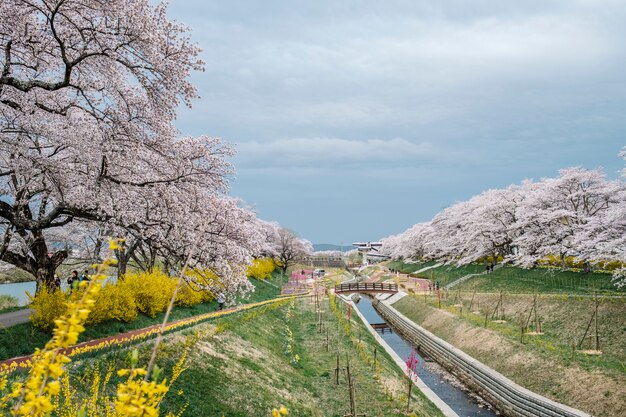 droga ścieżki sakura