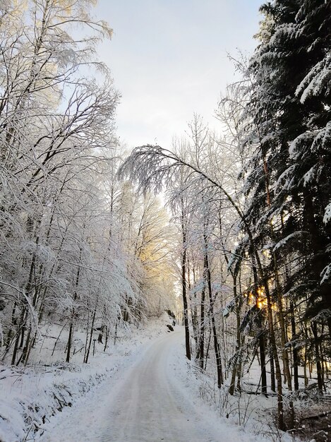 Droga w lesie otoczonym drzewami pokrytymi śniegiem w słońcu w Larvik w Norwegii