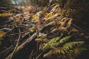 Bezpłatne zdjęcie drzewa i krzewy pokrywające ziemię w lesie jesienią w słońcu