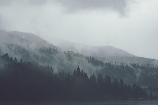 Drzewa obok siebie w lesie pokrytym pełzającą mgłą