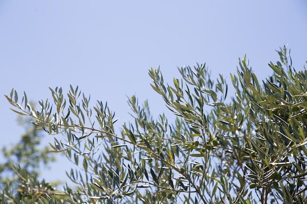 drzewa oliwne