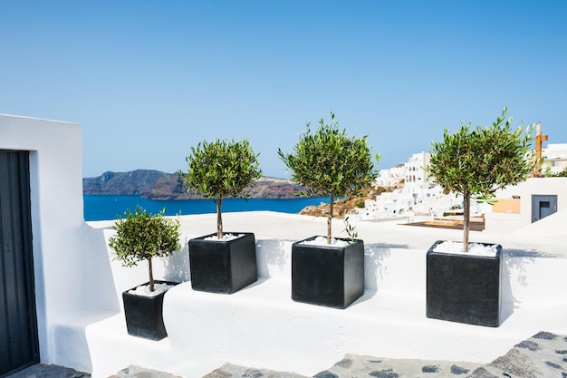 Drzewa ozdobne na ulicy w mieście oia, wyspa santorini, grecja.