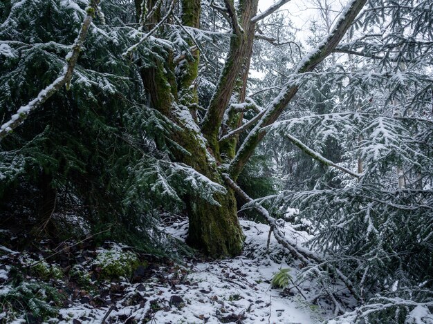 Drzewa w lesie pokrytym śniegiem w ciągu dnia w Niemczech - idealne do koncepcji przyrodniczych