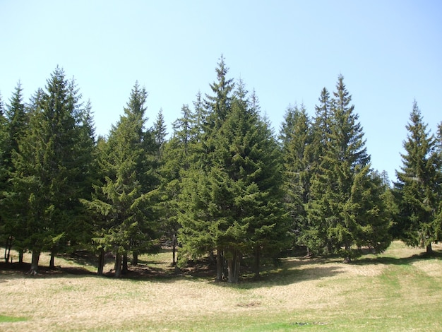 Drzewa w lesie rosnącym na zielonym polu