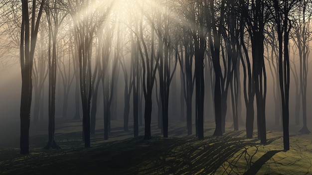 Drzewa w mglisty dzień