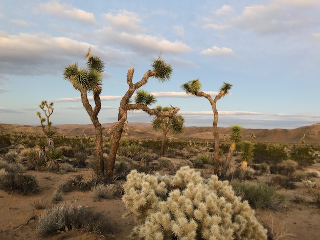 Bezpłatne zdjęcie drzewa w parku narodowym joshua tree, usa