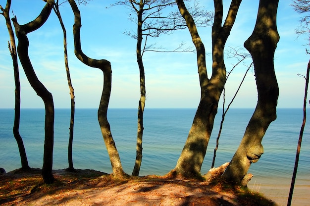 Bezpłatne zdjęcie drzewa w pobliżu plaży
