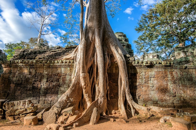 Bezpłatne zdjęcie drzewa wyrastające ze świątyni ta prohm, angkor wat w kambodży.