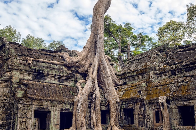 Drzewa wyrastające ze świątyni ta prohm, angkor wat w kambodży.